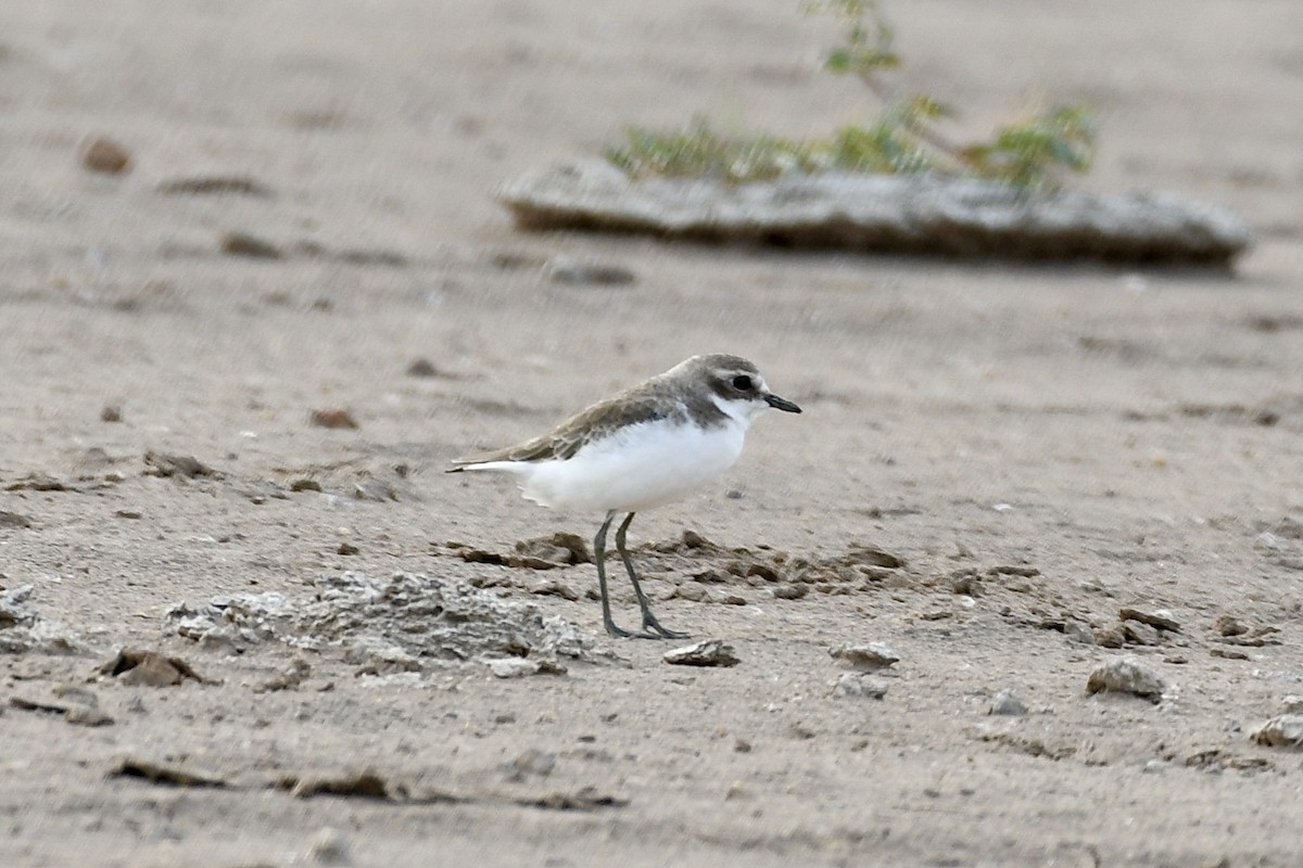 Tibet Cılıbıtı - ML646897488