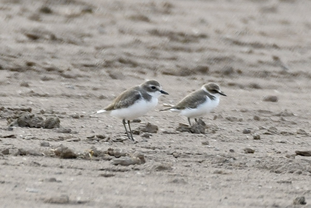 Tibet Cılıbıtı - ML646897496