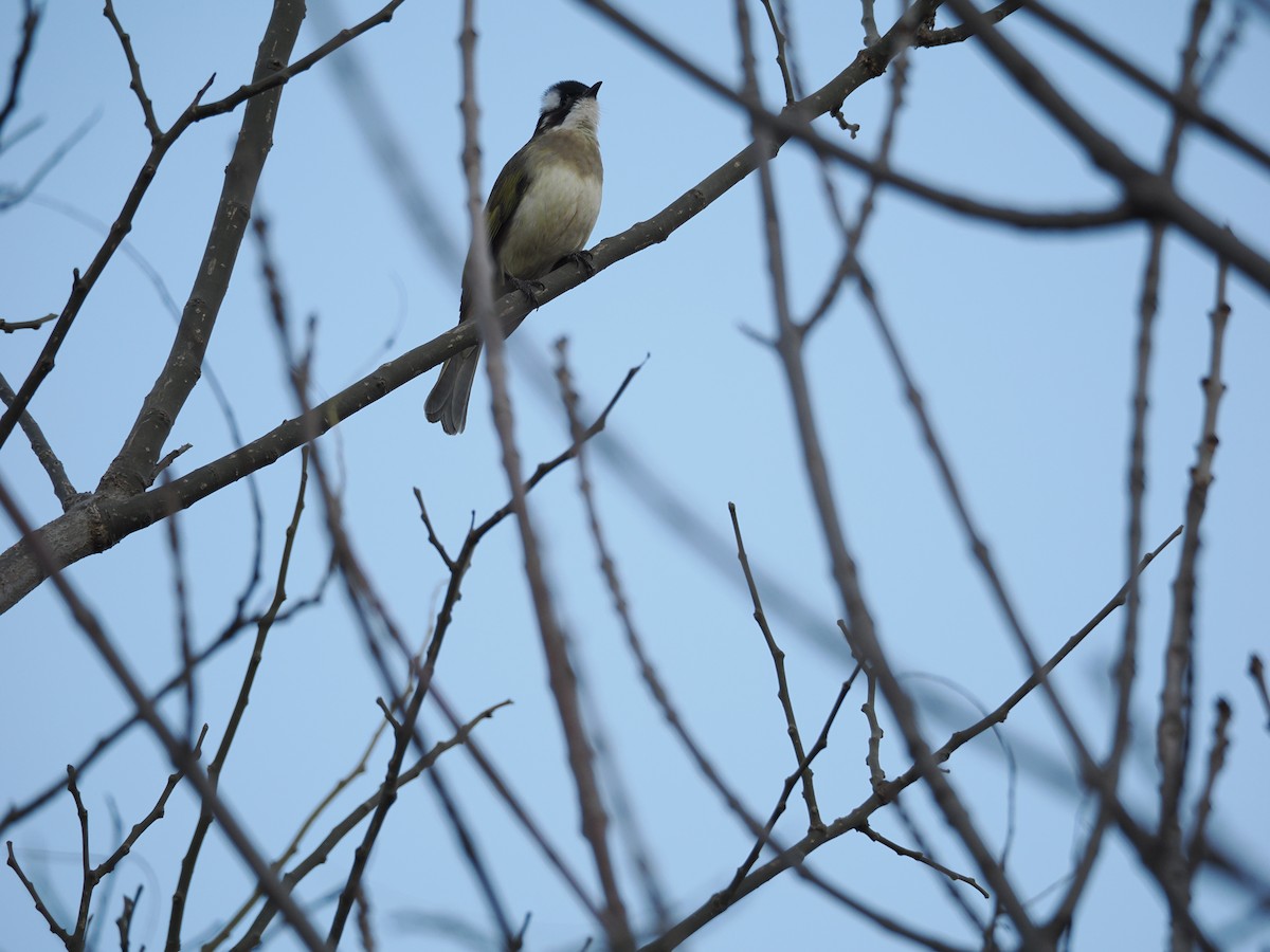 Нангиад бөлбөл - ML646897497