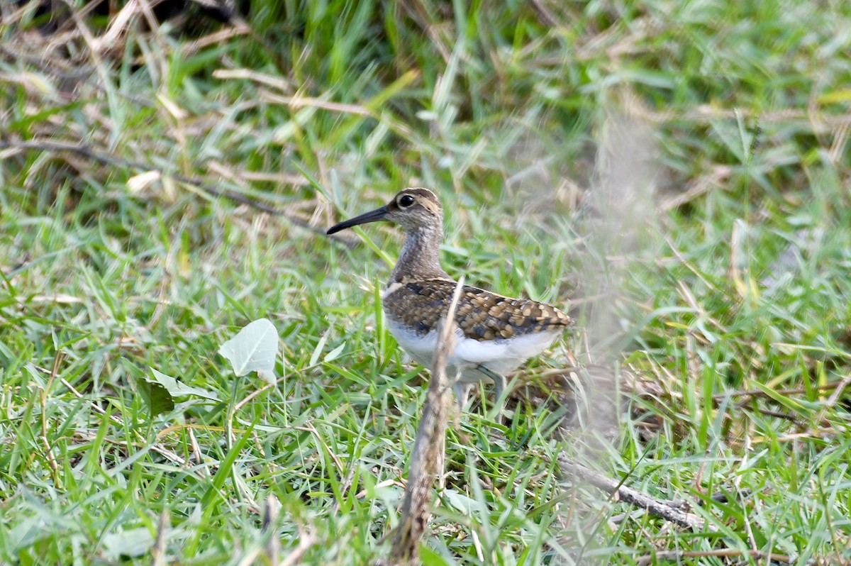 Boyalıçulluk - ML646897498