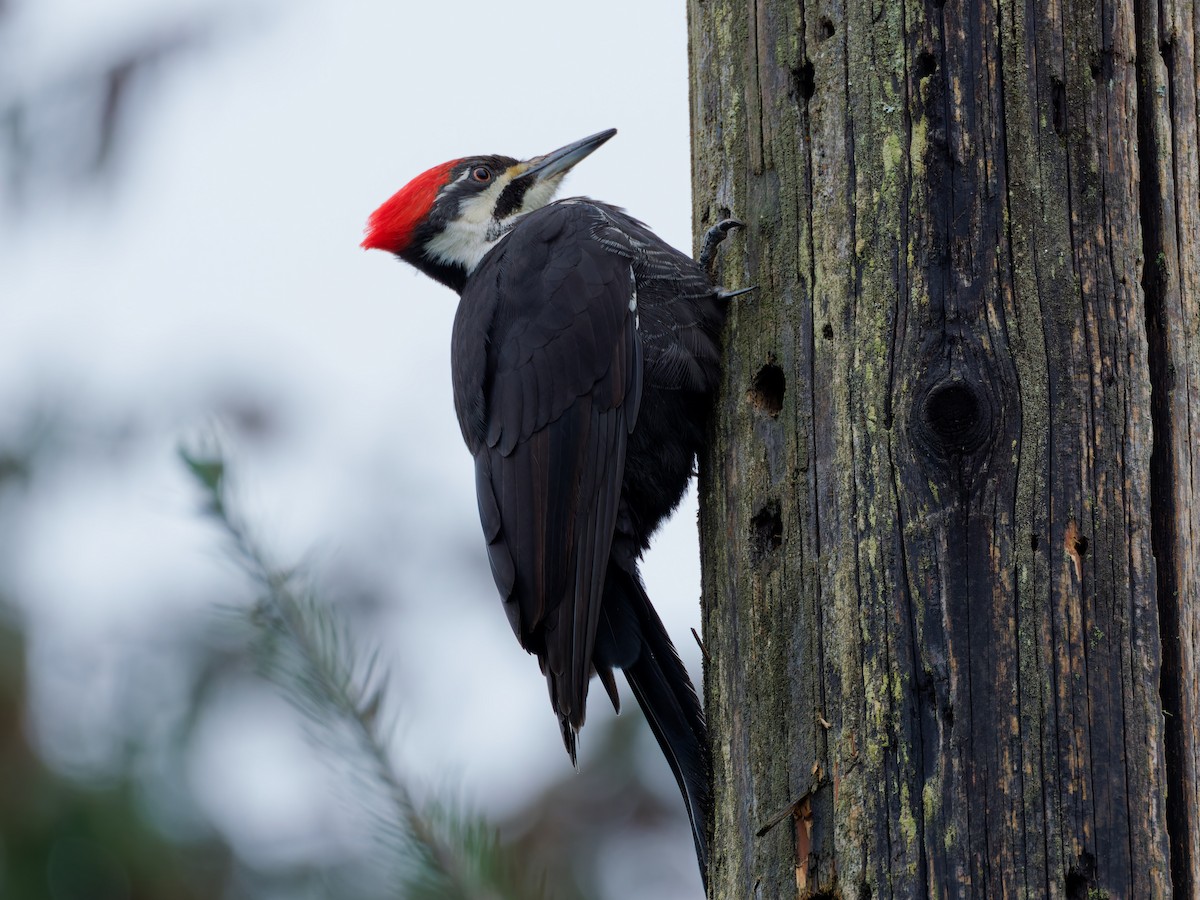 Pileated Woodpecker - ML646897499