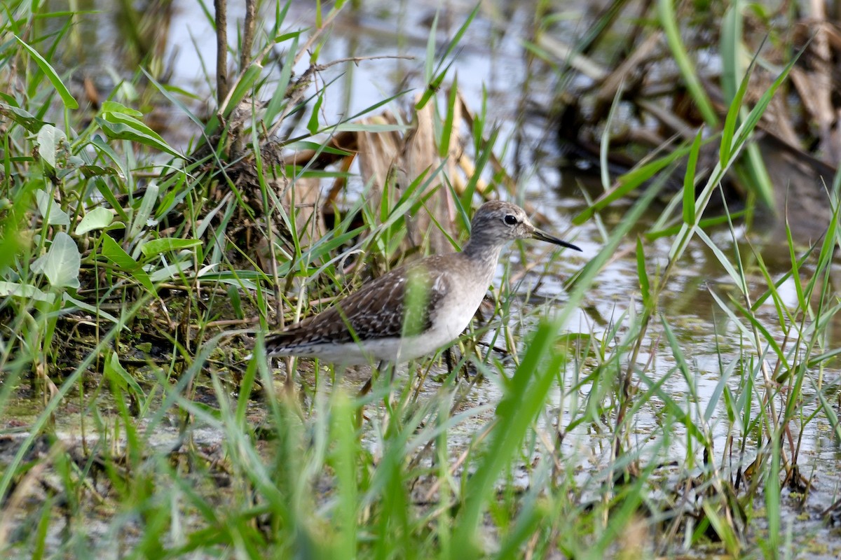 タカブシギ - ML646897500