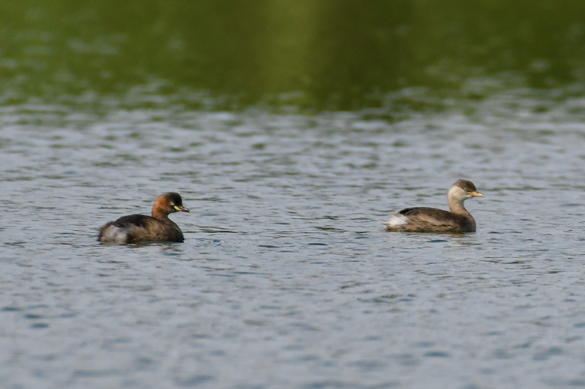 カイツブリ - ML646897501