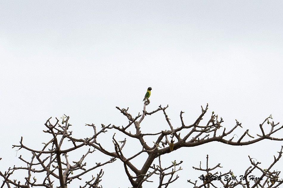 キエリボタンインコ - ML646897502