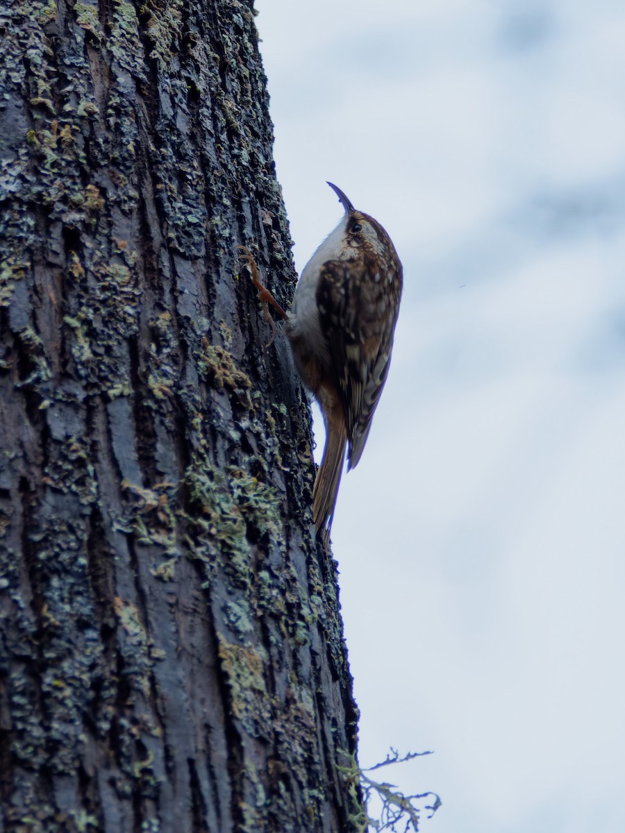 アメリカキバシリ - ML646897503