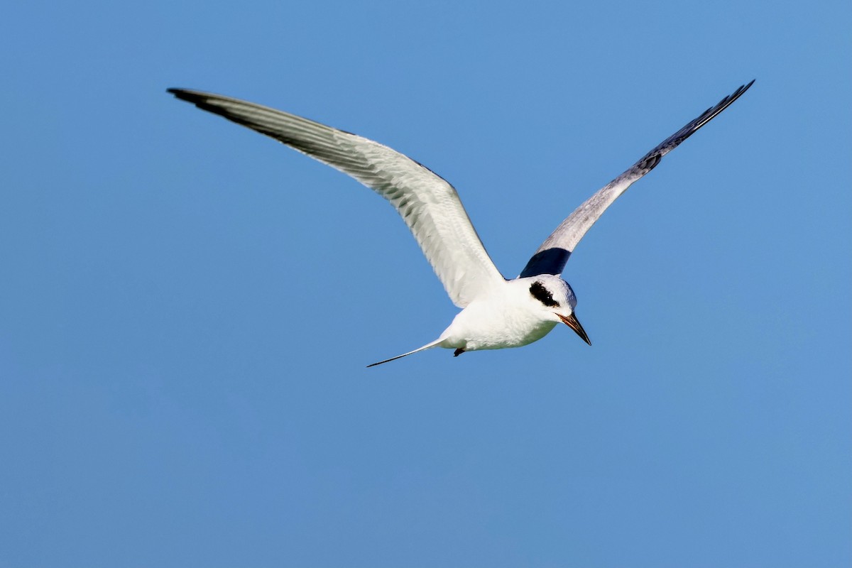 メリケンアジサシ - ML646897505