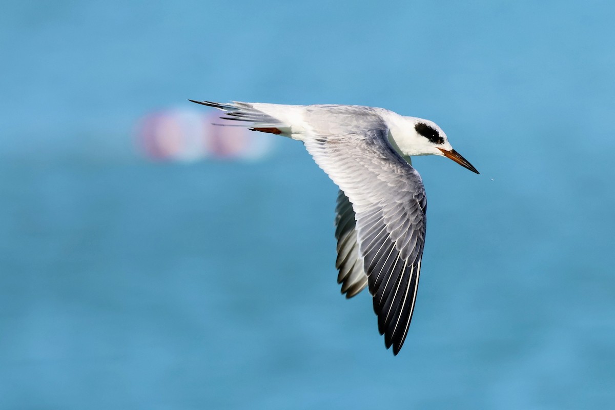 メリケンアジサシ - ML646897506