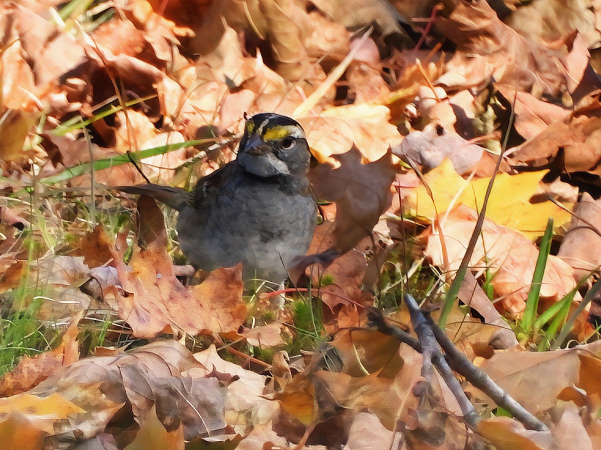 ノドジロシトド - ML646897508