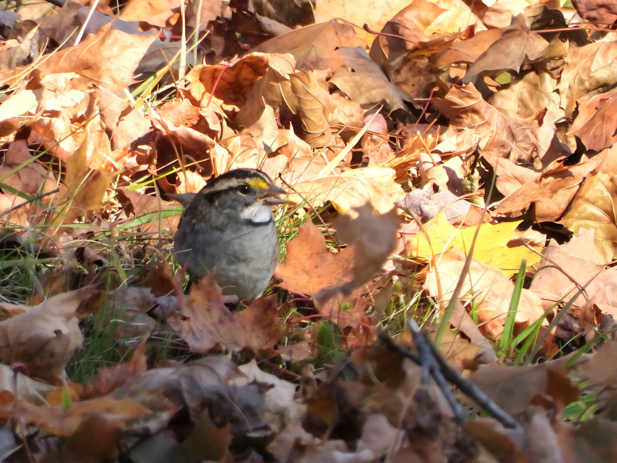 ノドジロシトド - ML646897509