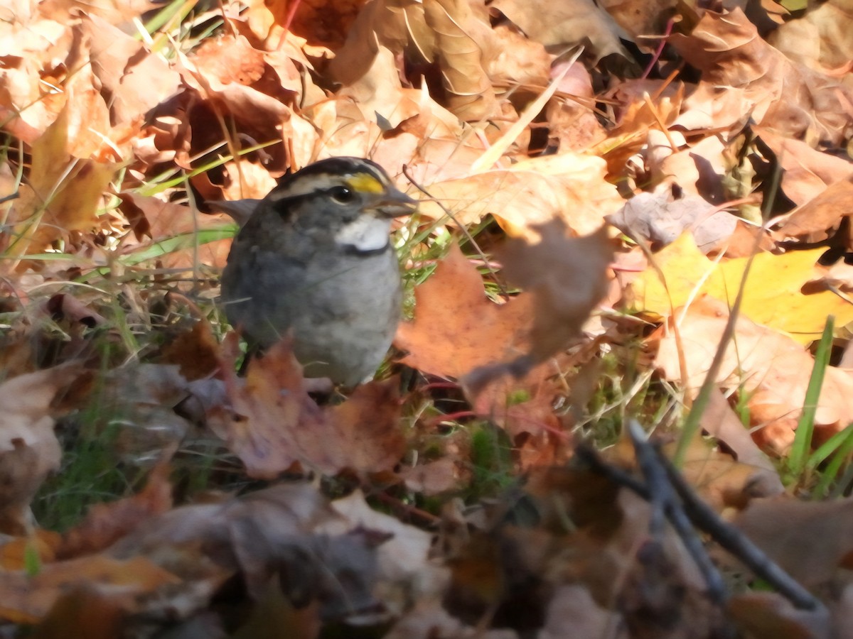 ノドジロシトド - ML646897510