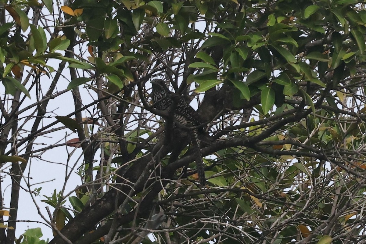 オニカッコウ - ML646897511