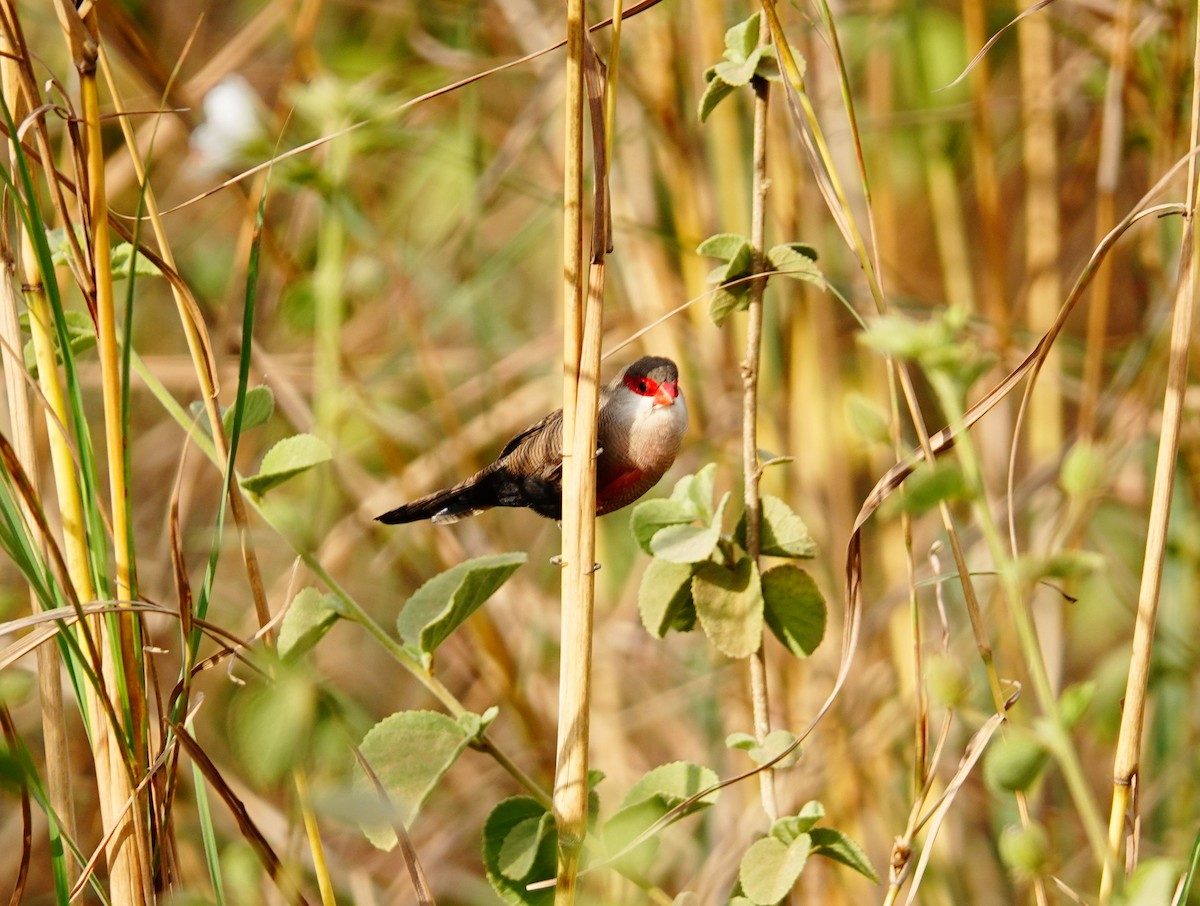 オナガカエデチョウ - ML646897512