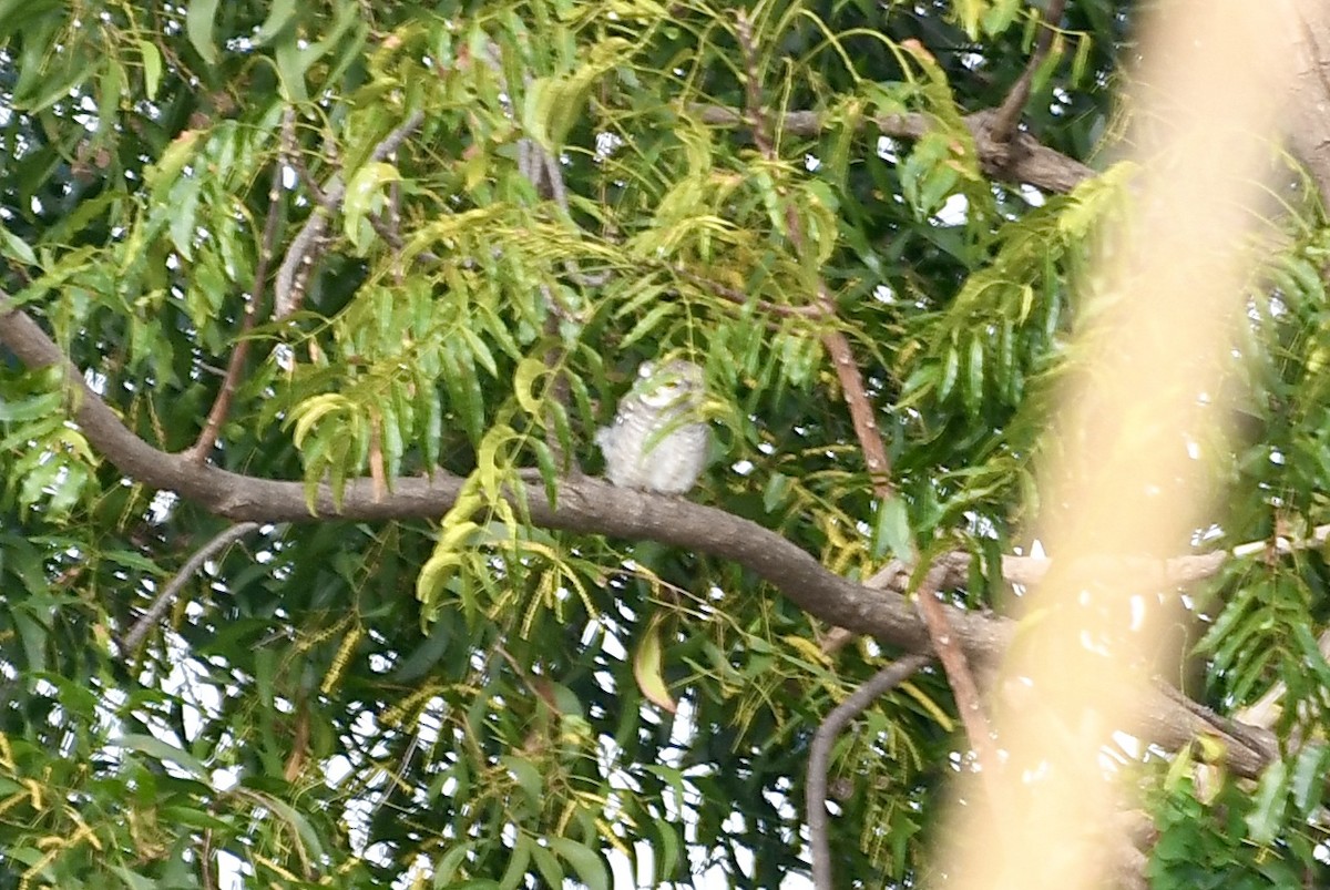 インドコキンメフクロウ - ML646897513