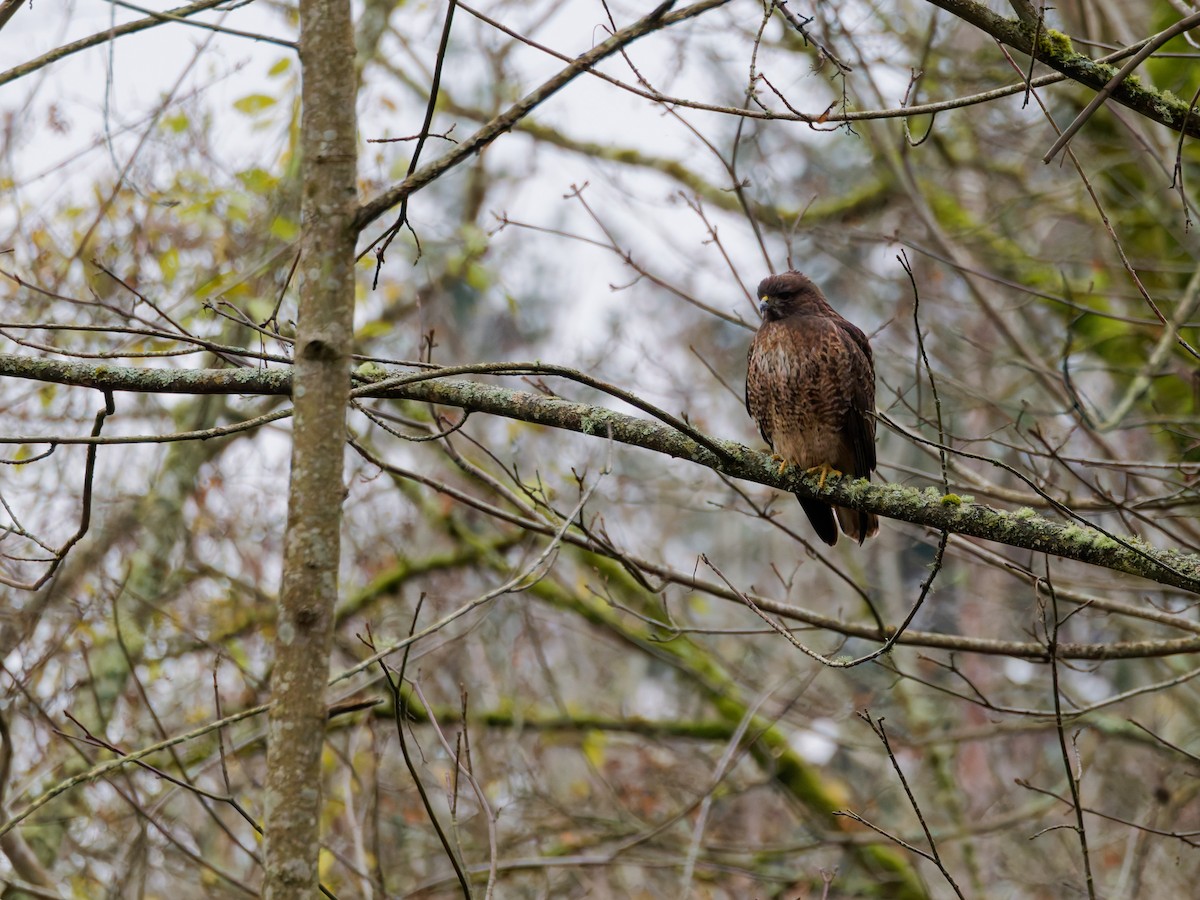 アカオノスリ - ML646897514