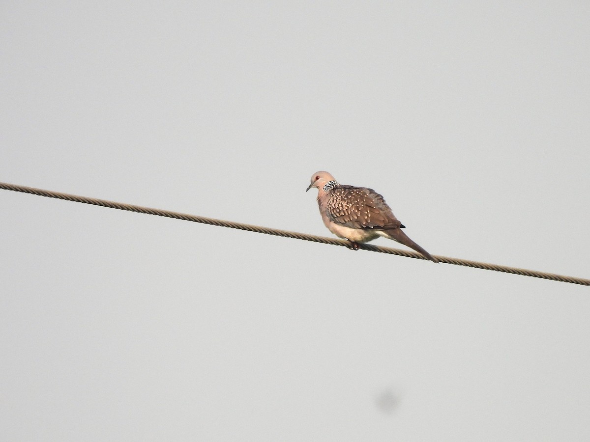 カノコバト - ML646897515