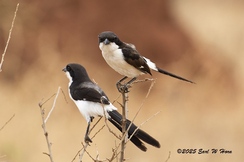 オグロオナガモズ - ML646897516