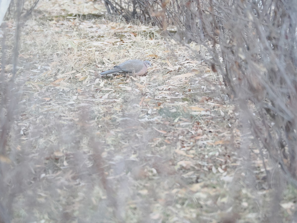 perlekragedue - ML646897517