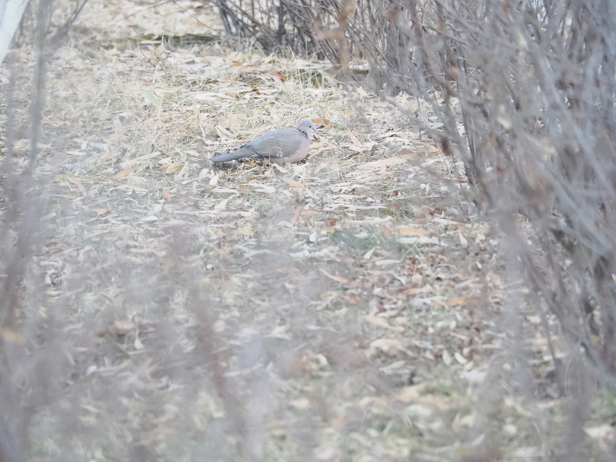 perlekragedue - ML646897519