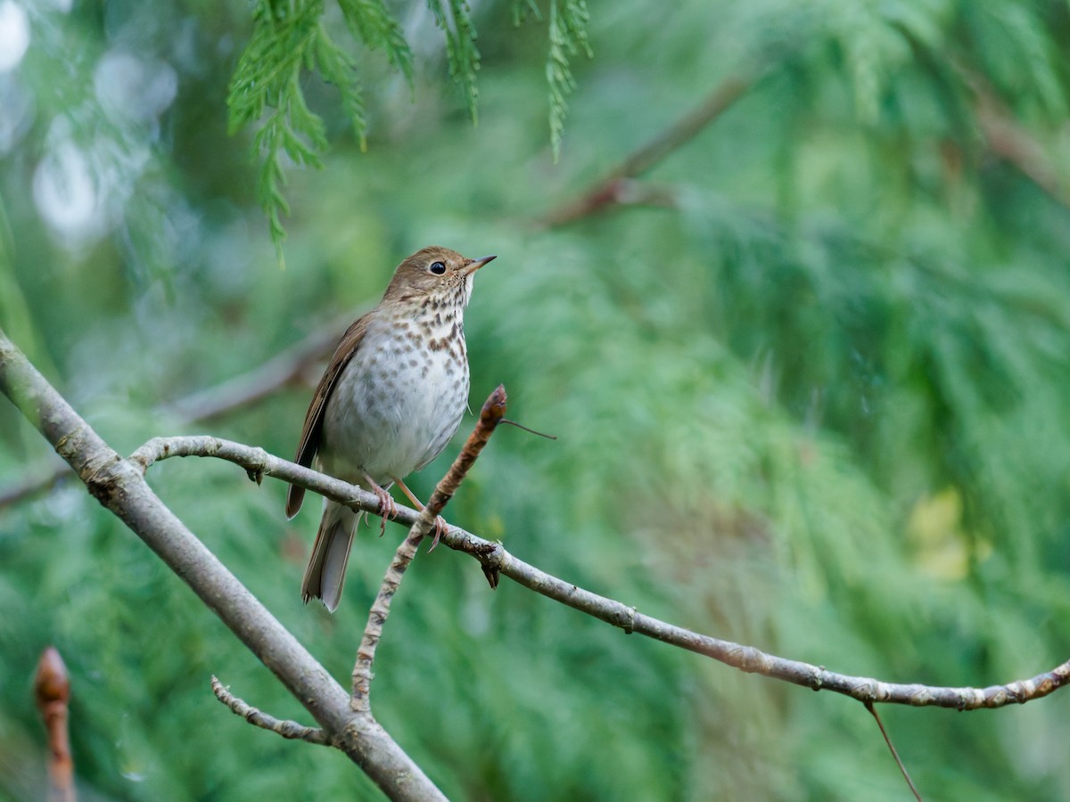 チャイロコツグミ - ML646897520