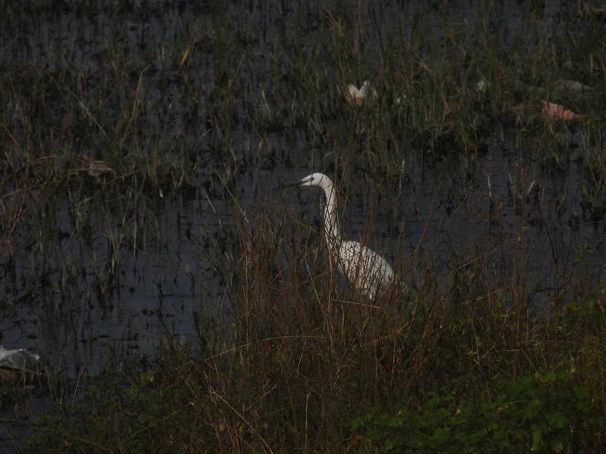 コサギ - ML646897521