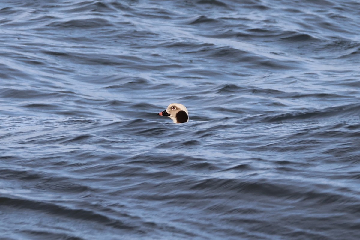 コオリガモ - ML646897522