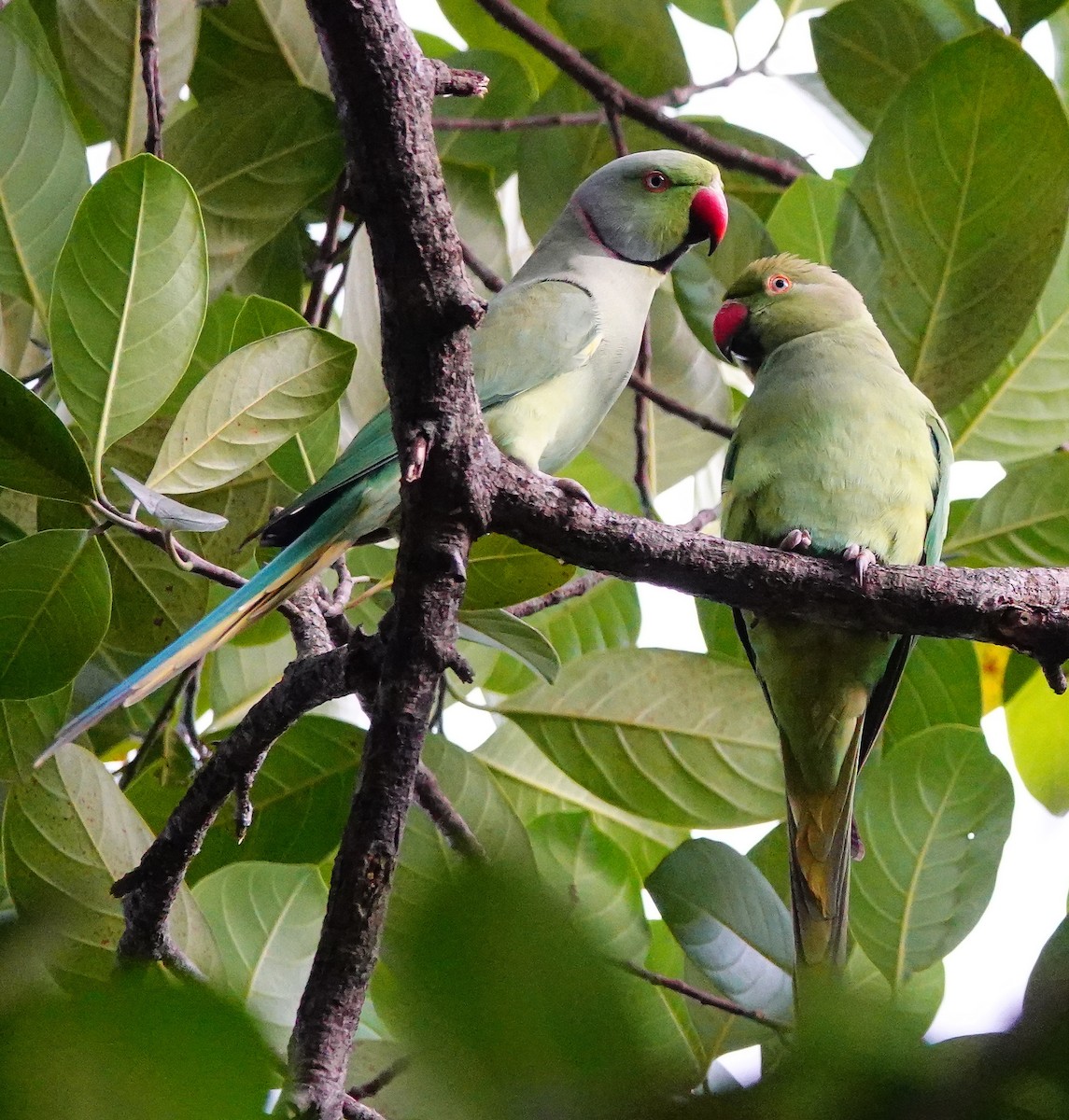 Yeşil Papağan - ML646897525