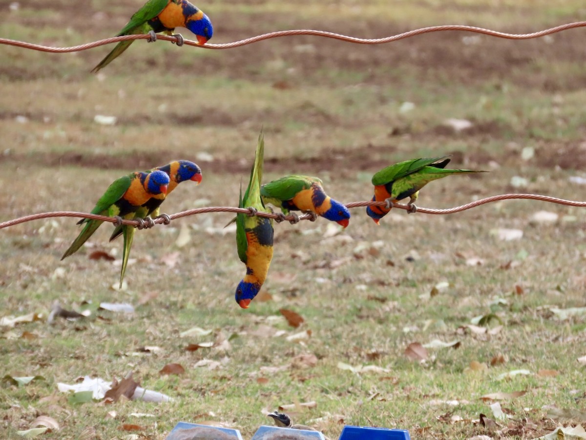 Red-collared Lorikeet - ML646897528