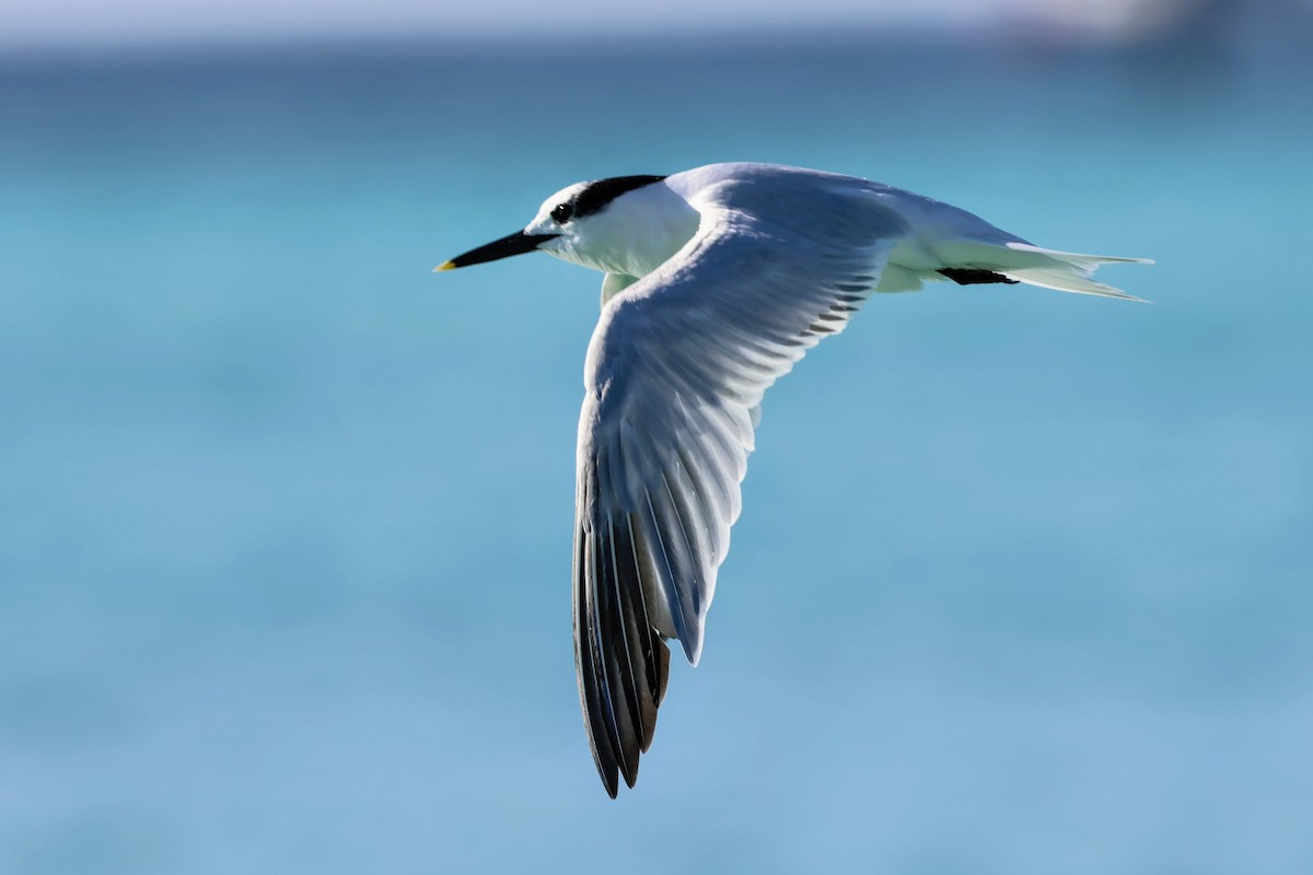 サンドイッチアジサシ - ML646897529