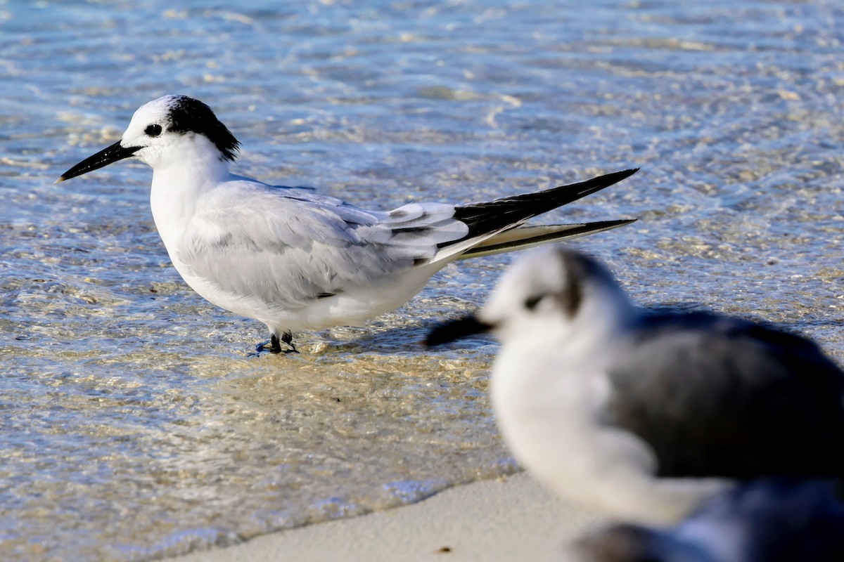 サンドイッチアジサシ - ML646897530