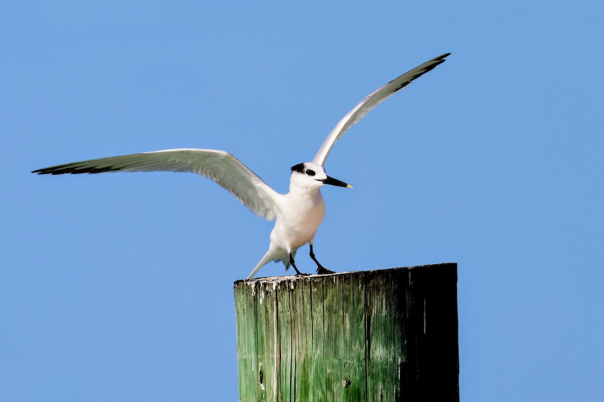 サンドイッチアジサシ - ML646897531