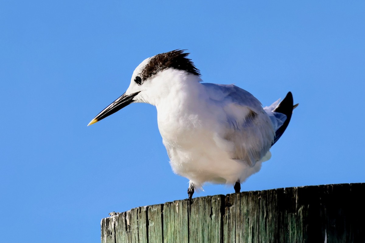 サンドイッチアジサシ - ML646897532