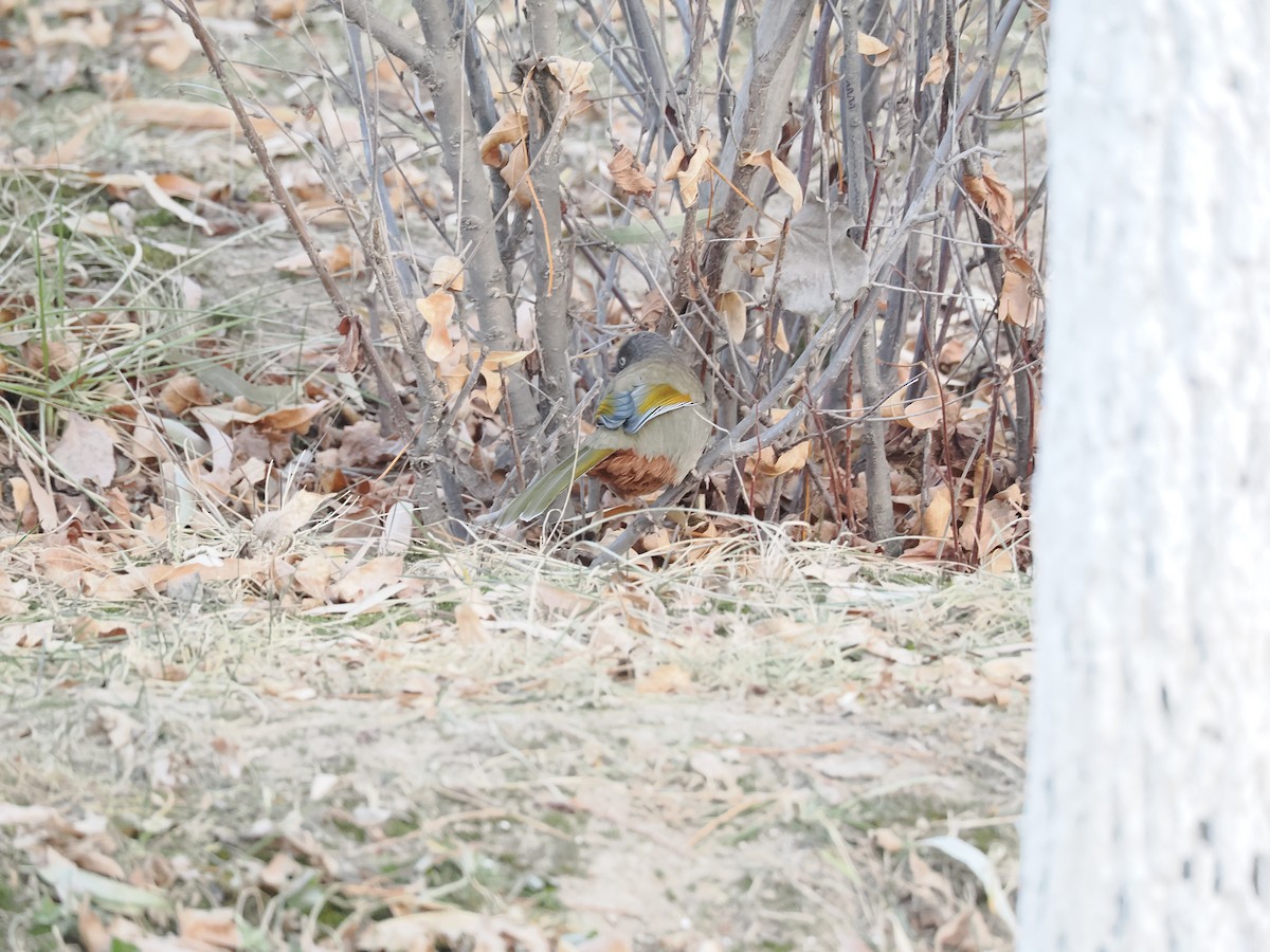 Elliot's Laughingthrush - ML646897533