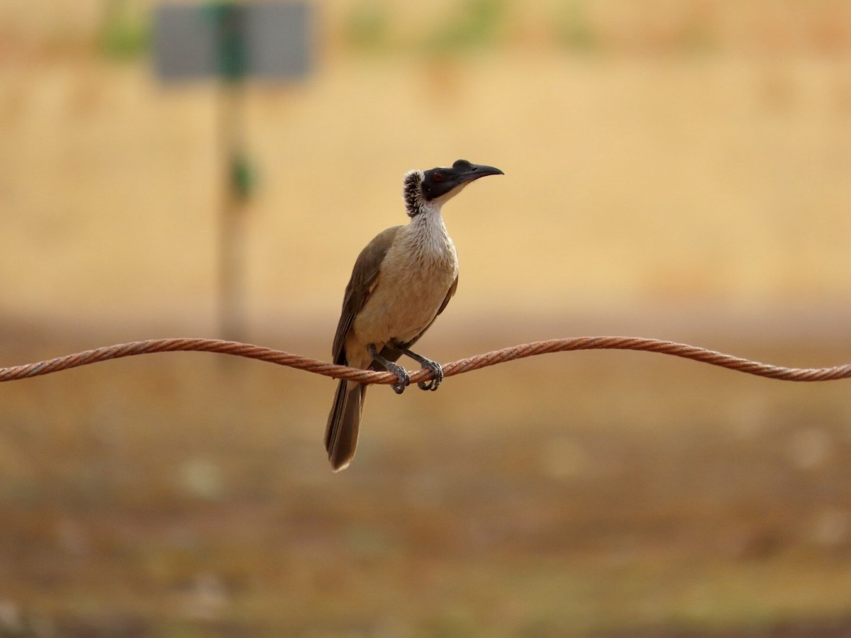 sølvkronemunkefugl - ML646897537