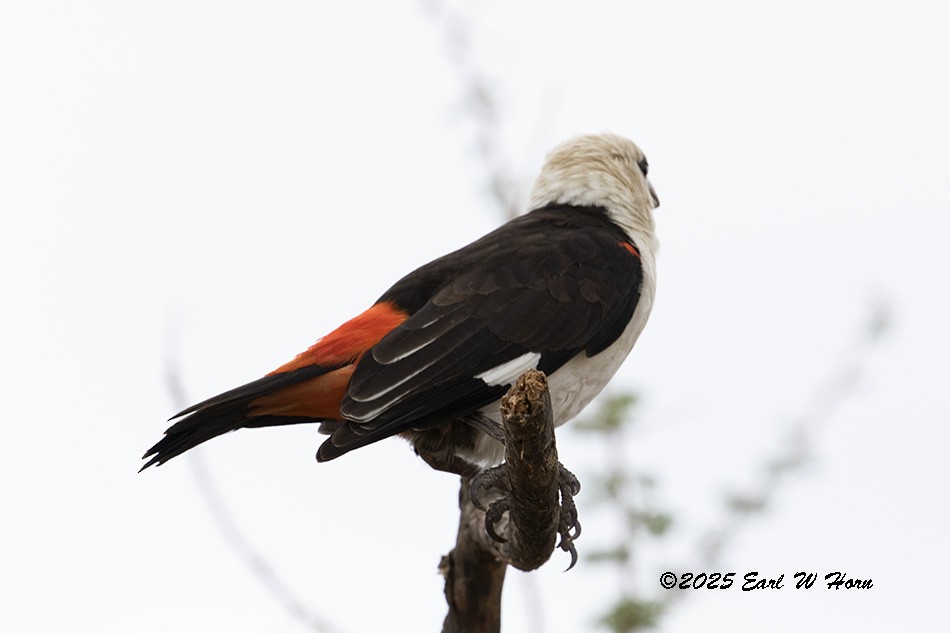 Ak Başlı Dokumacı - ML646897538