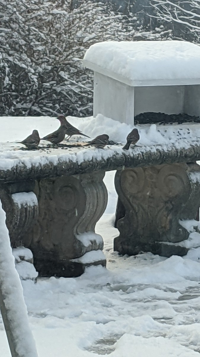 Ev Çütresi - ML646897539