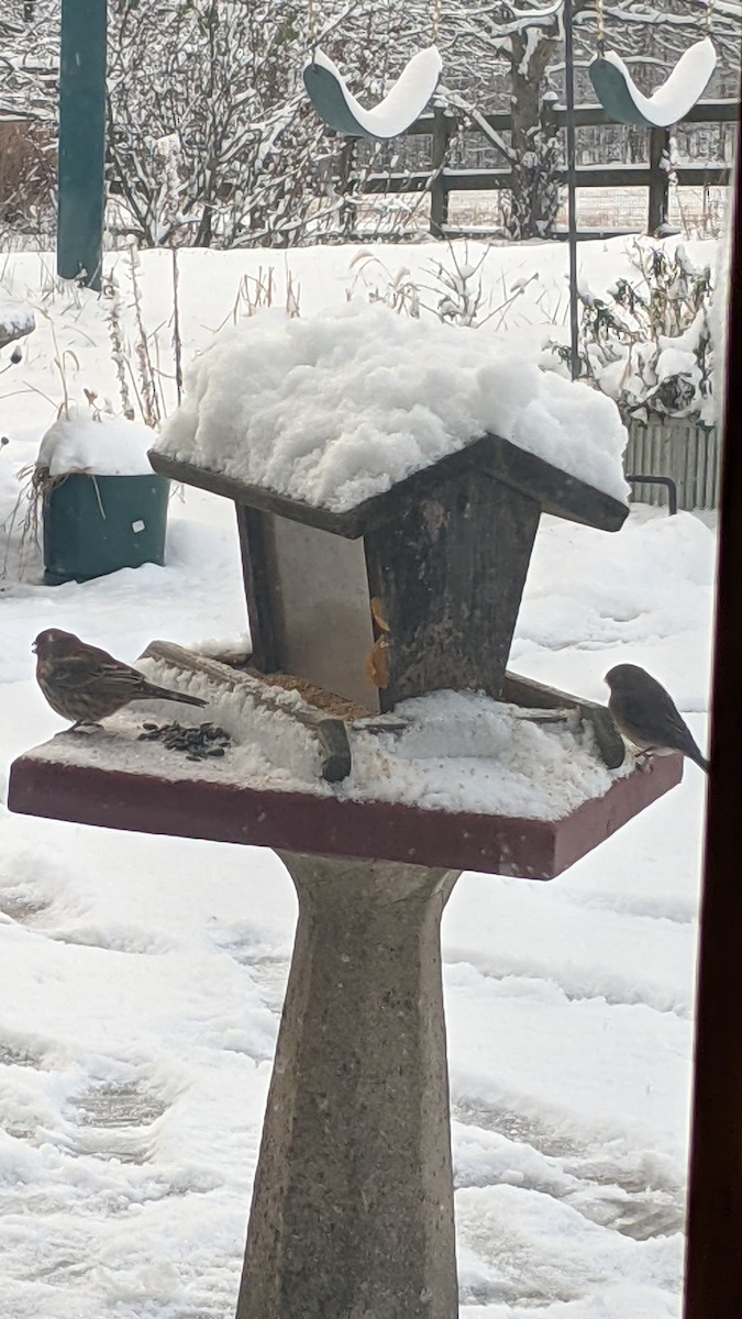 Ev Çütresi - ML646897540