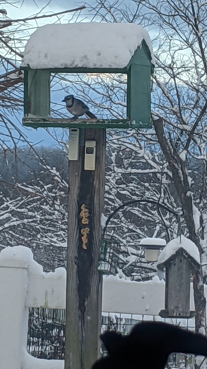 Mavi Karga - ML646897541