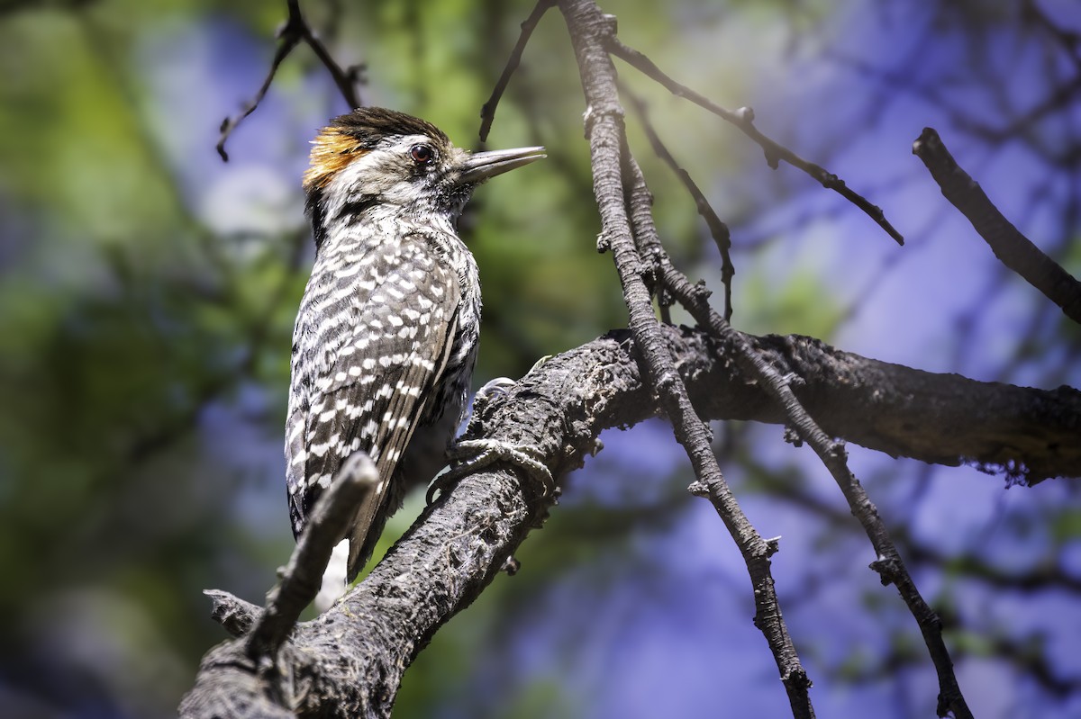 Damalı Büyük Ağaçkakan - ML646897542