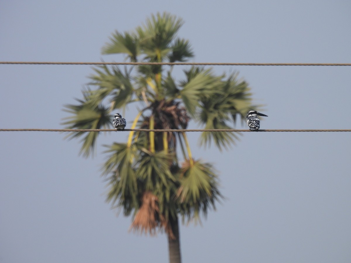 Alaca Yalıçapkını - ML646897545