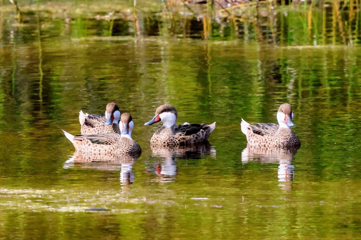 Ak Gerdanlı Kılkuyruk - ML646897546