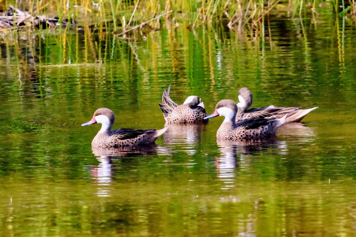 Ak Gerdanlı Kılkuyruk - ML646897547