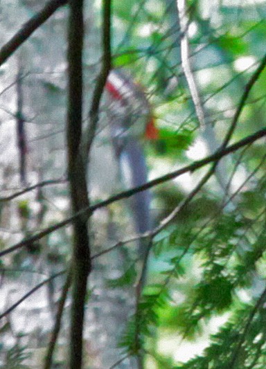 Kuzey Amerika Kara Ağaçkakanı - ML646897549