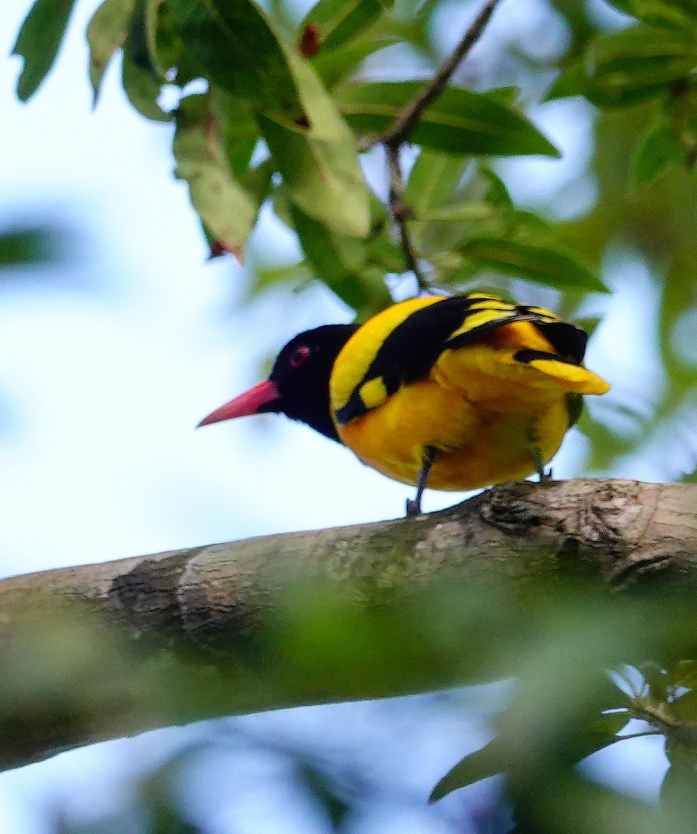 Çinhindi Kara Başlı Sarıasması - ML646897550