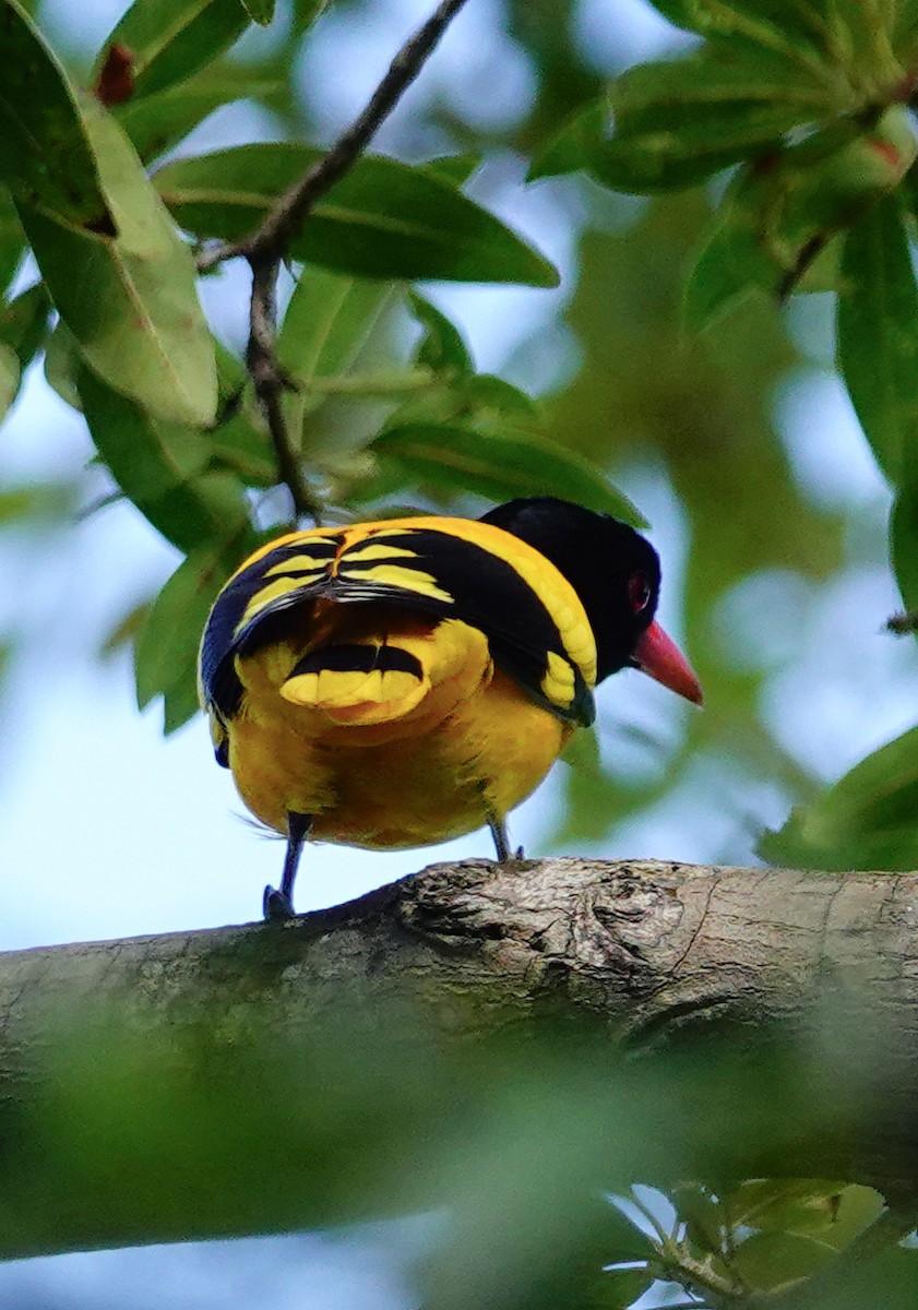 Çinhindi Kara Başlı Sarıasması - ML646897551