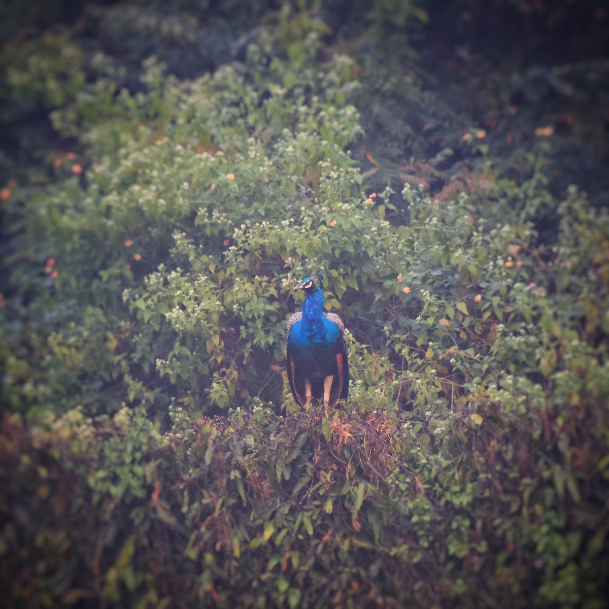 Tavuskuşu - ML646897552