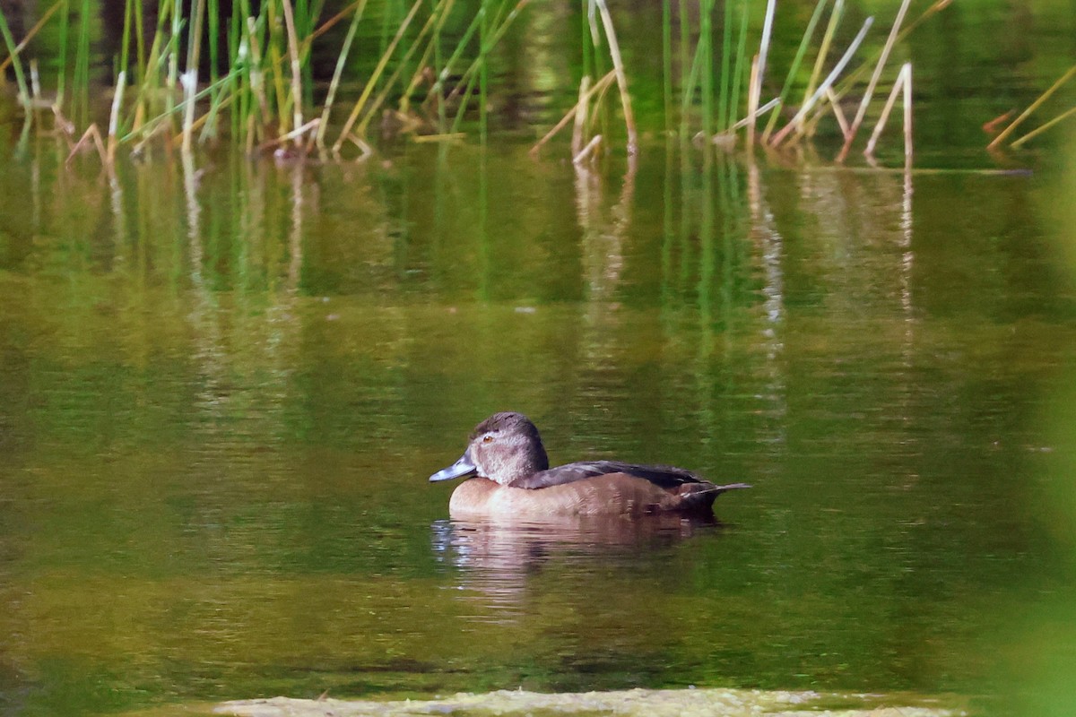 Halkalı Patka - ML646897555