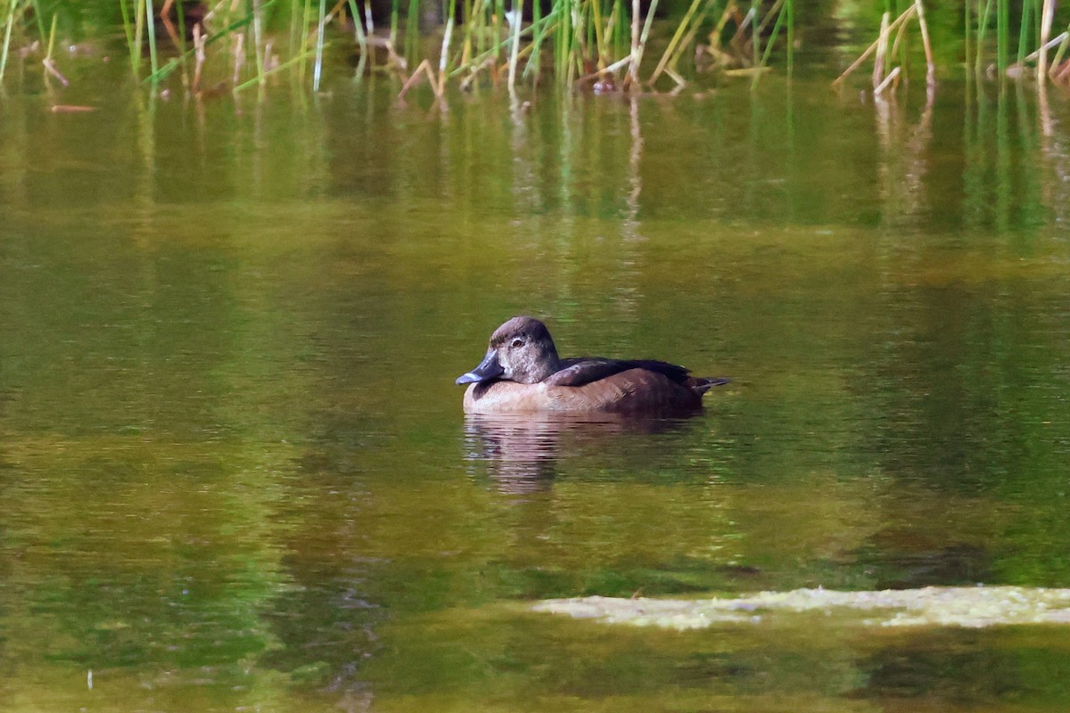 Halkalı Patka - ML646897556