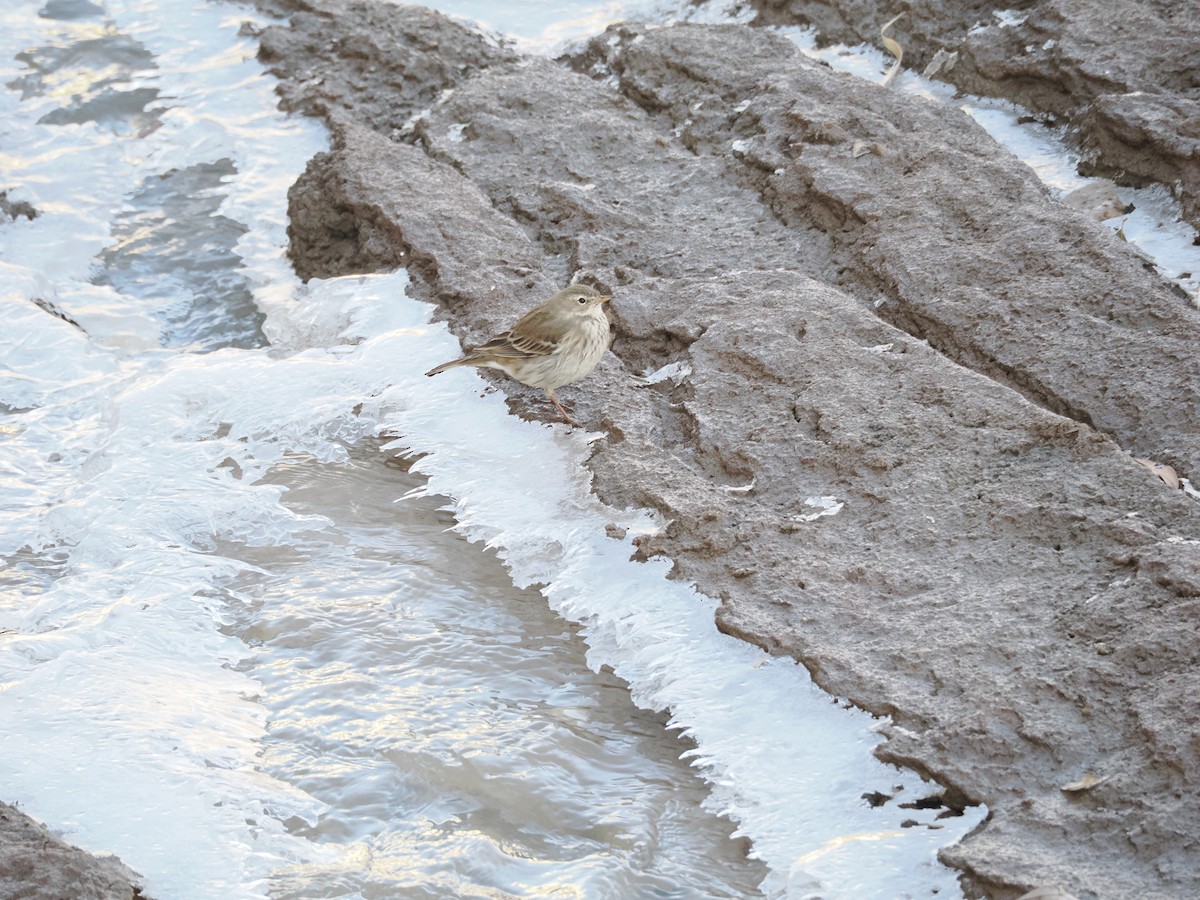 サメイロタヒバリ - ML646897557