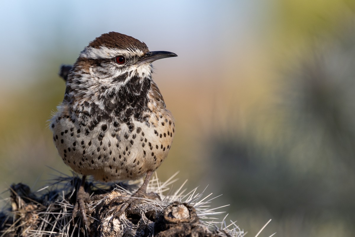 Kaktüs Çıtkuşu - ML646897558