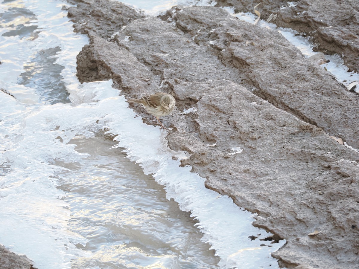 サメイロタヒバリ - ML646897559